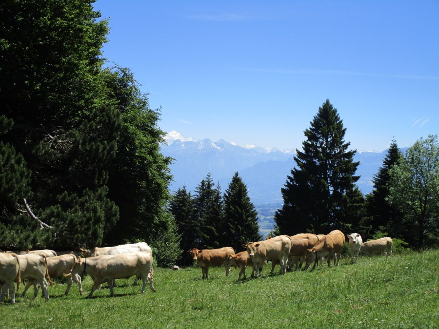 Cows + Mont Blanc